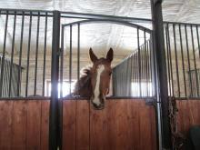 Istra Horse Farm