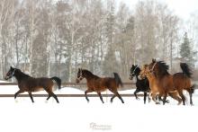 Istra Horse Farm
