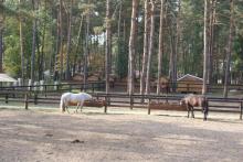 КСК "Пегас" 