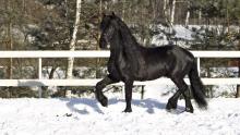   КК "Horse Paradise"