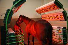 КСК "Maxima Stables" (КСК "Ориент")