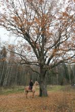 КК "Новая галактика"