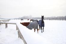КСК "Орловское"