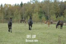  КФХ ДАР