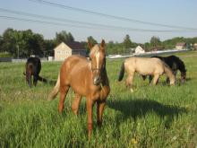   КК "Horse Paradise"