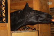   КК "Horse Paradise"